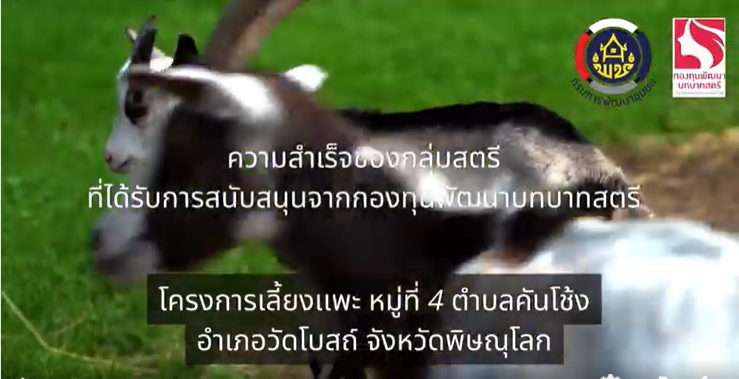 กลุ่มสตรีอำเภอวัดโบสถ์ ที่ได้รับการสนับสนุนงบประมาณในการดำเนินโครงการ "เลี้ยงเเพะ" จากกองทุนพัฒนาบทบาทสตรี